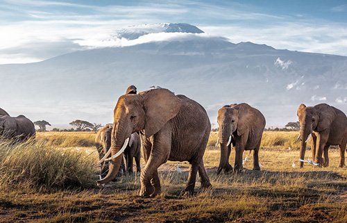 Website redesign & brand refresh for Wildescape Camping & Safari — crafted to build trust, drive bookings, and reflect the wild, premium safari experience Kenya has to offer.